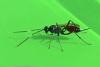 Cryptinae inconnu